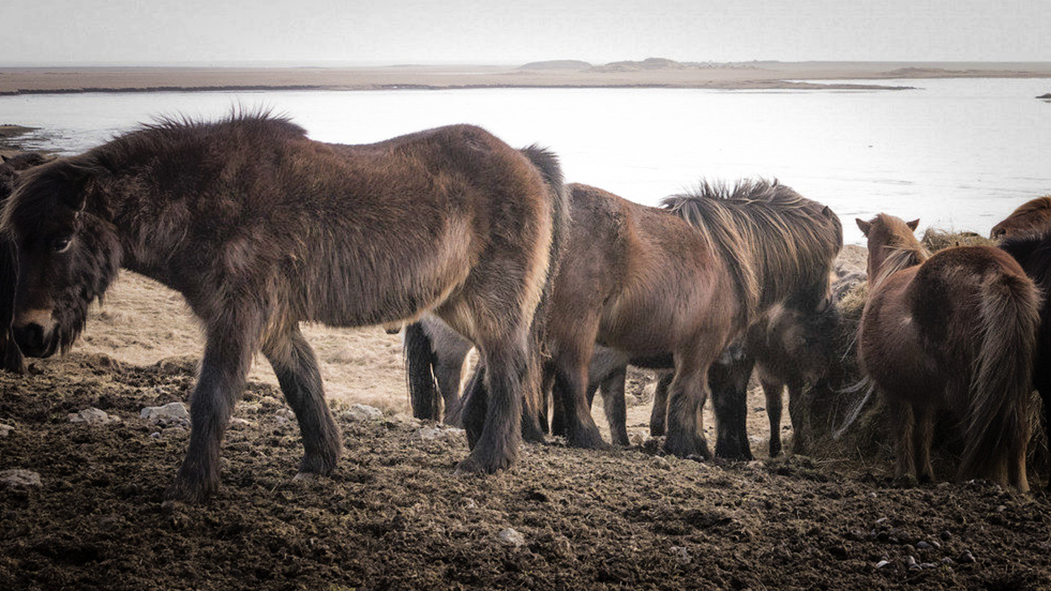 Pony islandesi