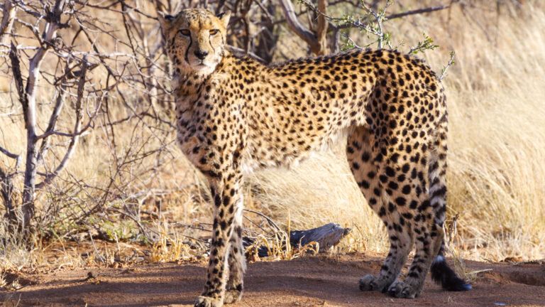 Namibia galleria fotografica