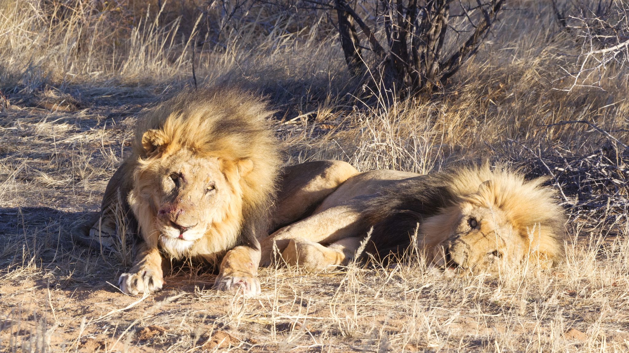 Safari in Namibia