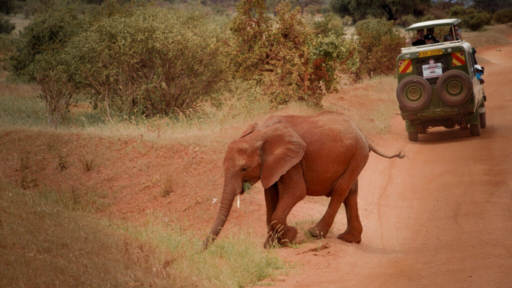Safari in Kenya