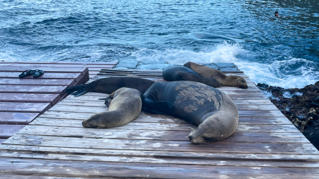 Viaggio alle Galapagos