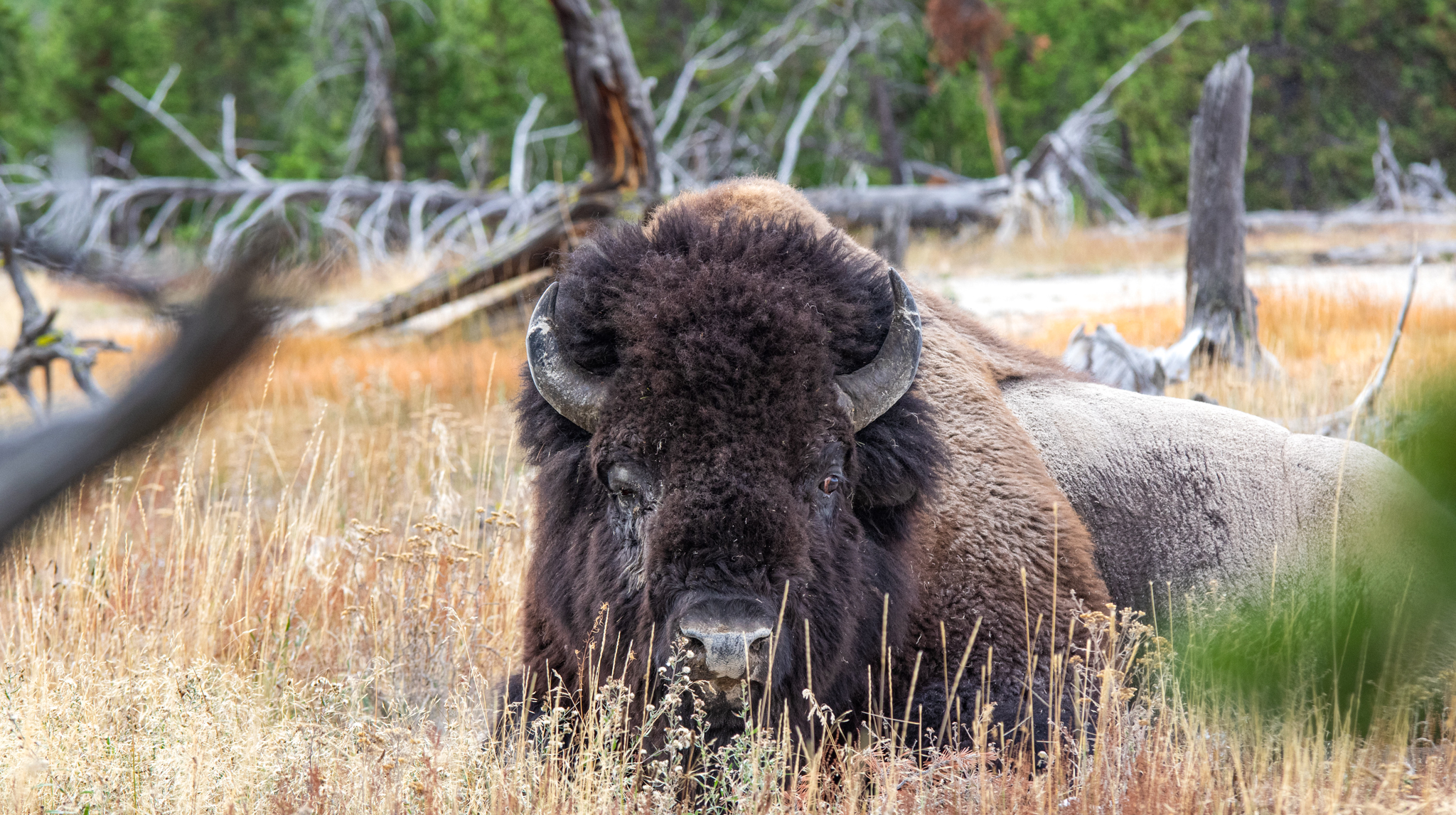 Yellowstone & Gran Teton