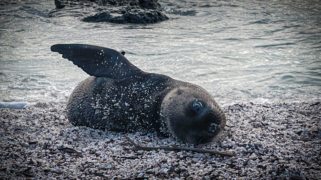 La Loberia San Cristobal Galapagos