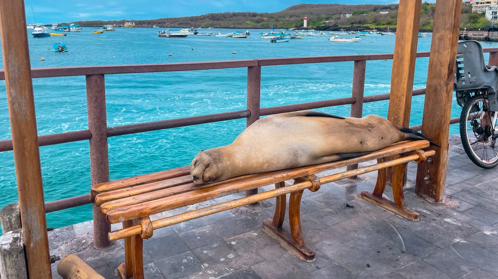 E' stata la prima tappa del nostro viaggio alle Galapagos.