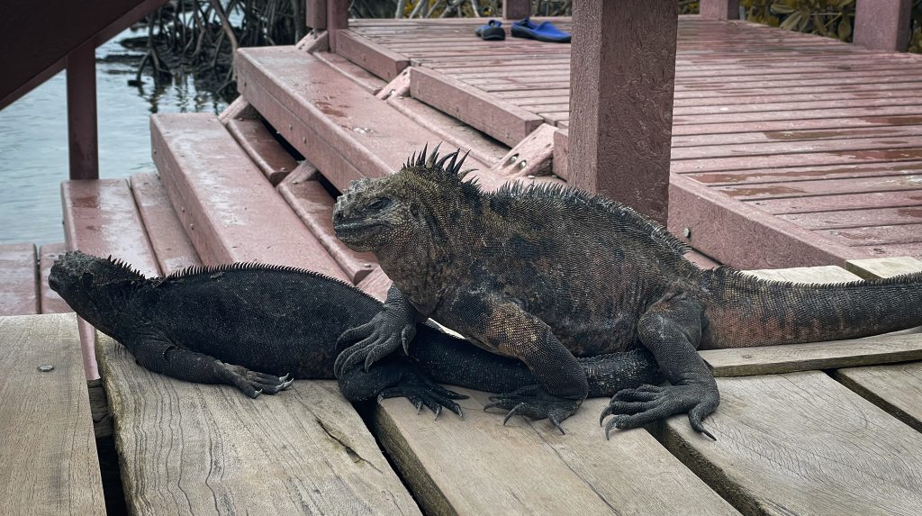 Isola di Isabela Galapagos: cosa vedere e fare