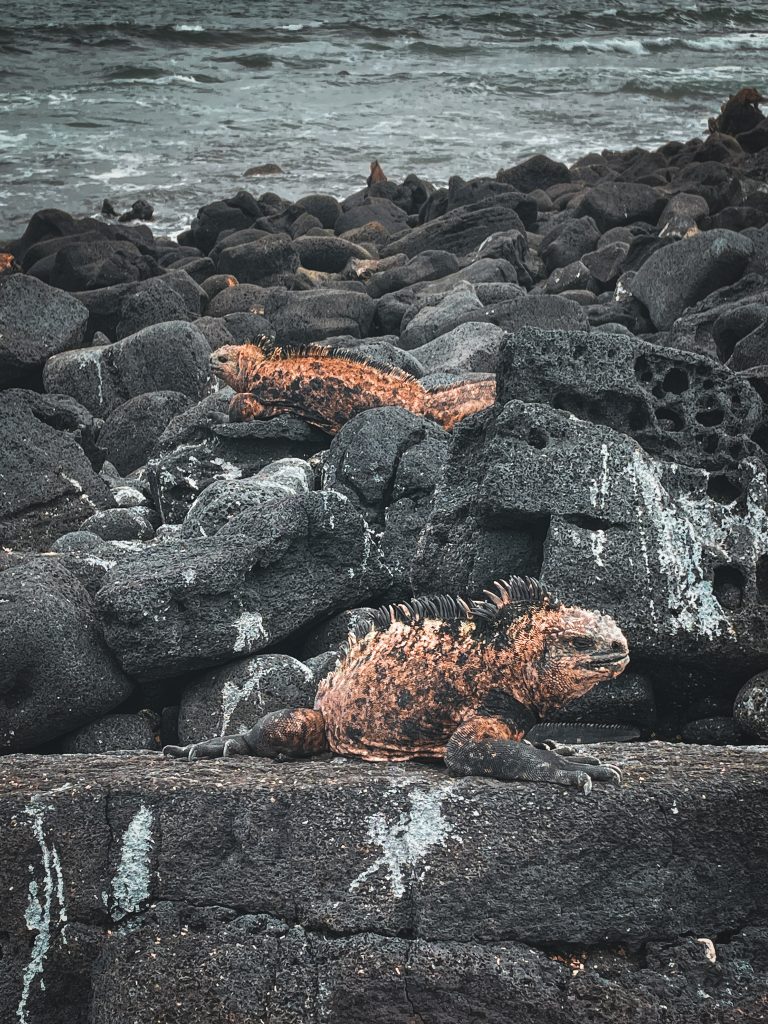 Visitare Isola Isabela Galapagos