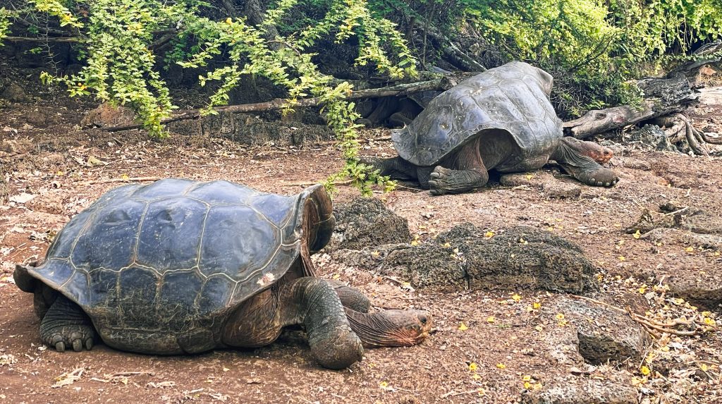 Isola di Santa Cruz Galapagos: cosa vedere e fare