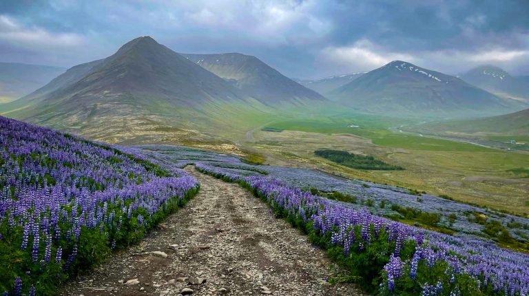Cosa sapere prima di organizzare un viaggio in Islanda